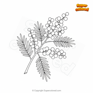 Mimosa