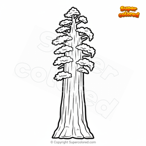 Secoya